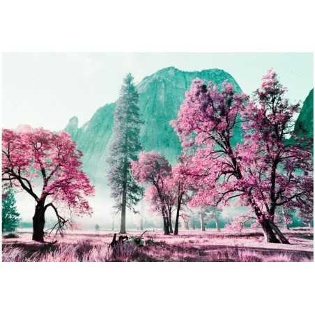Lomochrome Purple Pétillant 35mm ISO 100-400