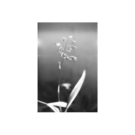 Babylon Kino 35mm ISO 13