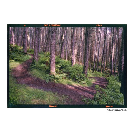 Phoenix II 35mm ISO 200